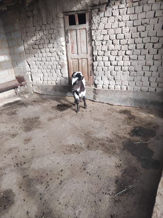 Сиыр бызауымен сатылады