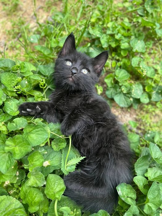 Котёнки 1,5 месячные, мальчики