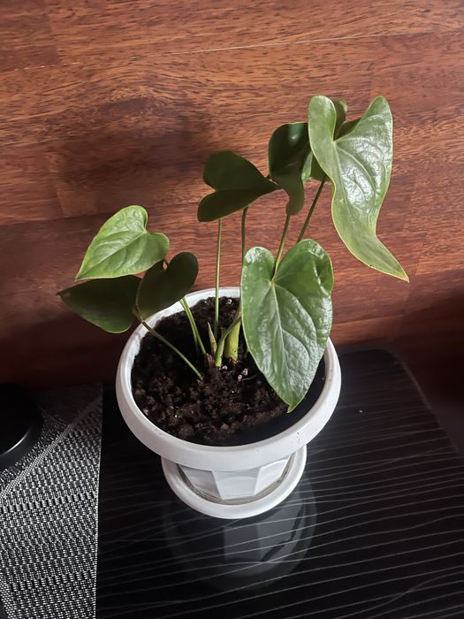 Ухоженные цветы.