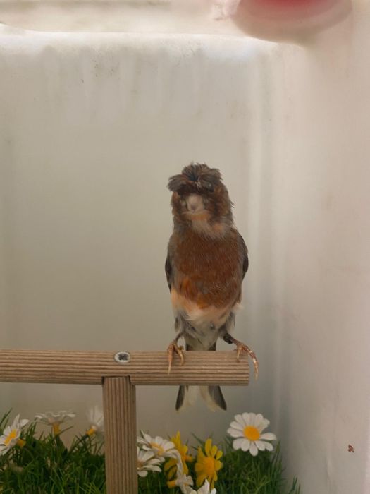 Canari arlechini portughezi