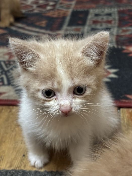 Отдам котят в хорошие руки