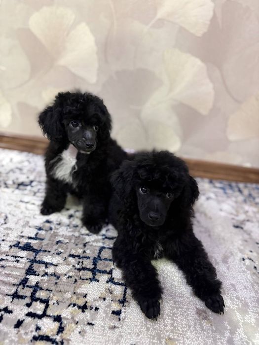 Готовиться к переезду в новый дом очаровательные девочки