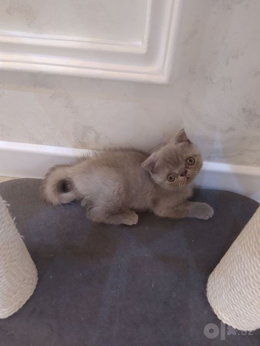 Продается Британские котята
