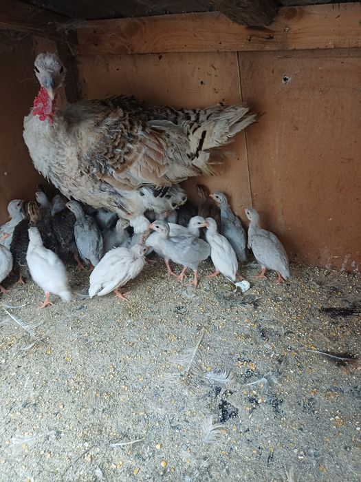 Vând pui de bibilică  patru  culori de 5 zile am 30 de pui de bibilica  frumoși și sănătoși  bibilicile sînt rasa semi  grea  bibeloi au 3-4 kg  .
