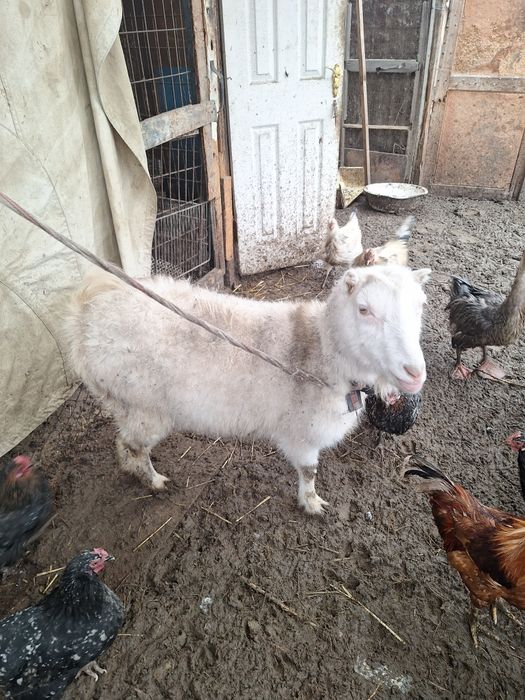 Продаются коза с козлом