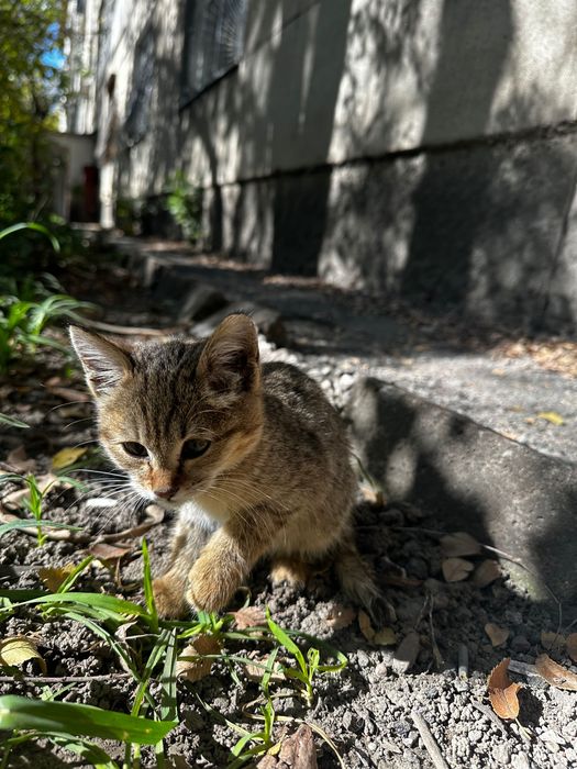 Котенок, девочка, бесплатно