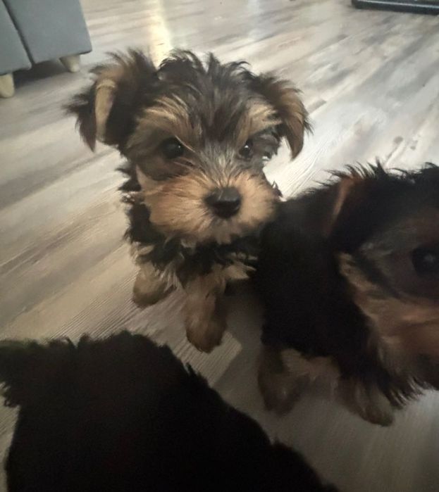 Йоркширски териер