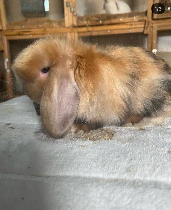 Karlik baran satin zoti