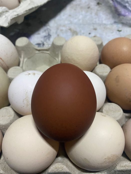 Ouă Marans și Australop