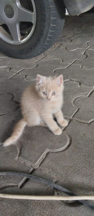 Подарю хороших  котят
