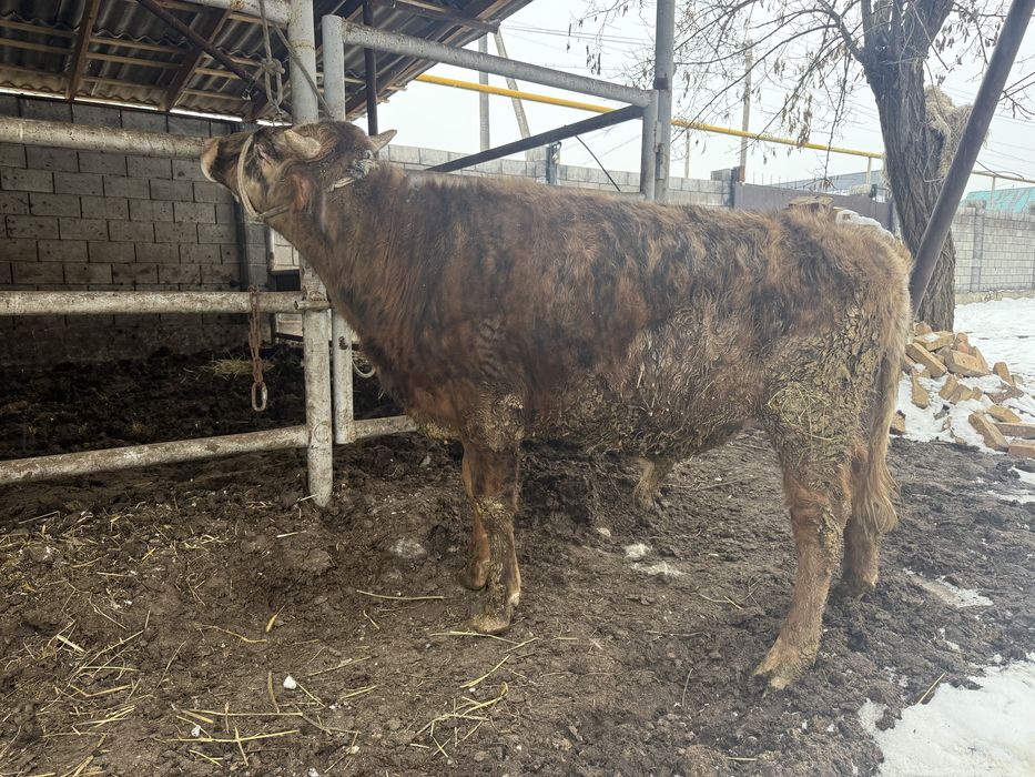 1 жасар бұқа сатылады