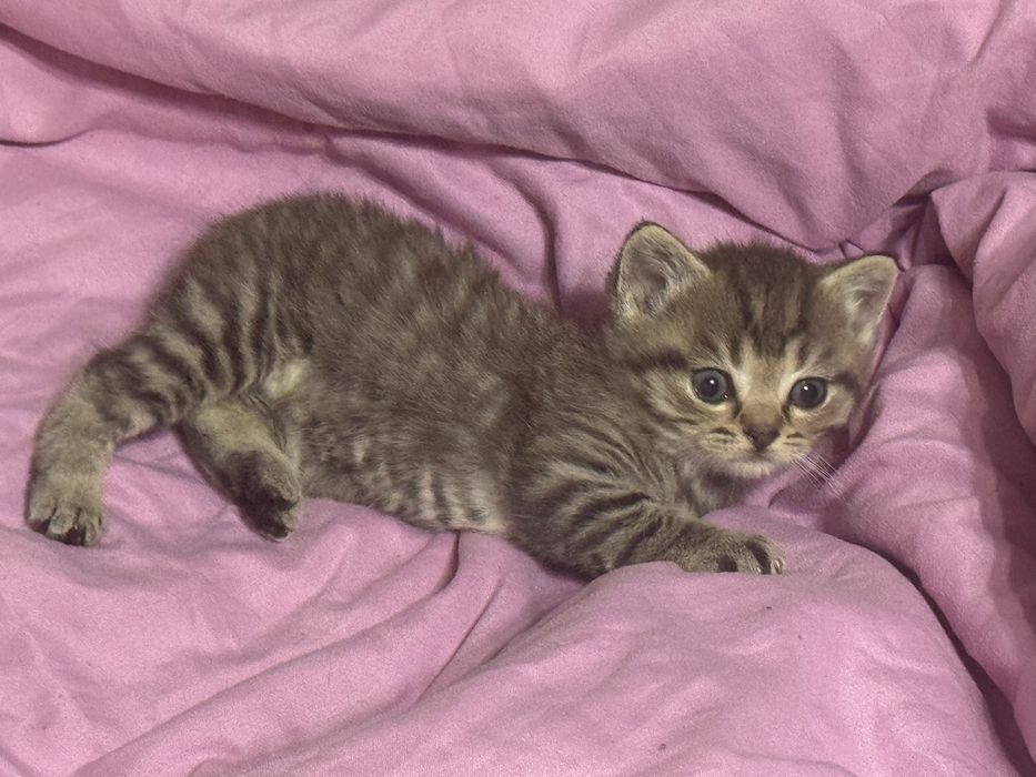 Шотландские котята