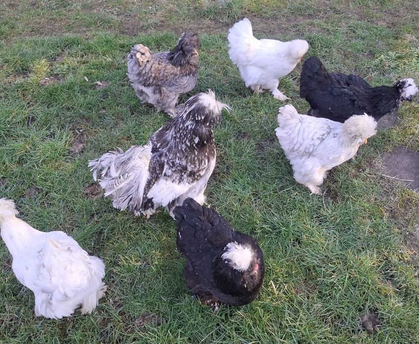 Струмски стандарт яйца