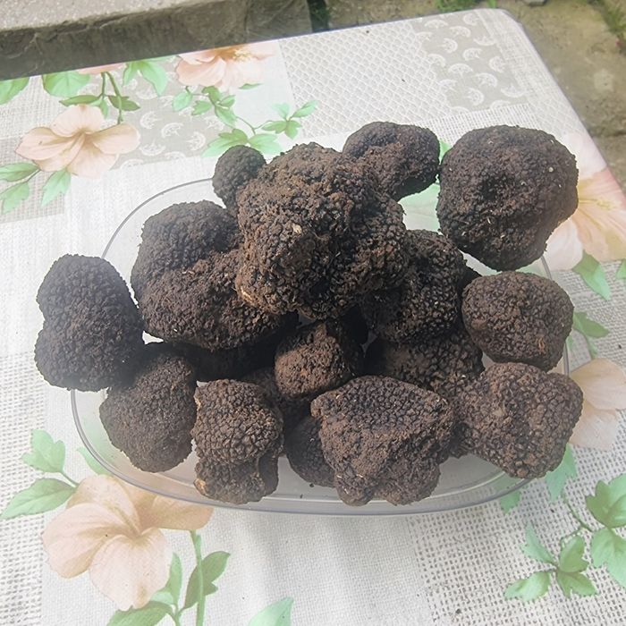 Trufe proaspete culese zilnic