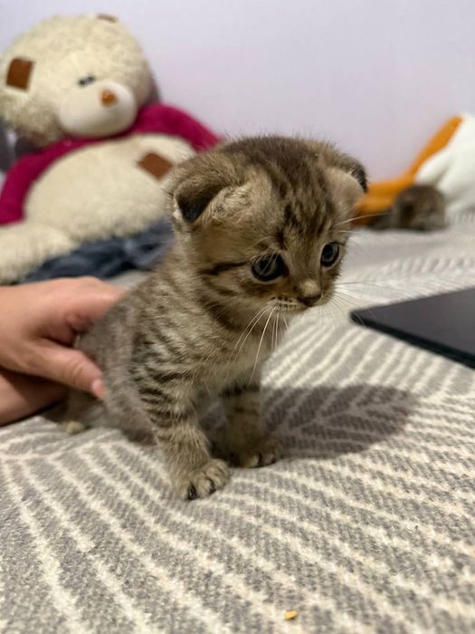 Вислоухие котята