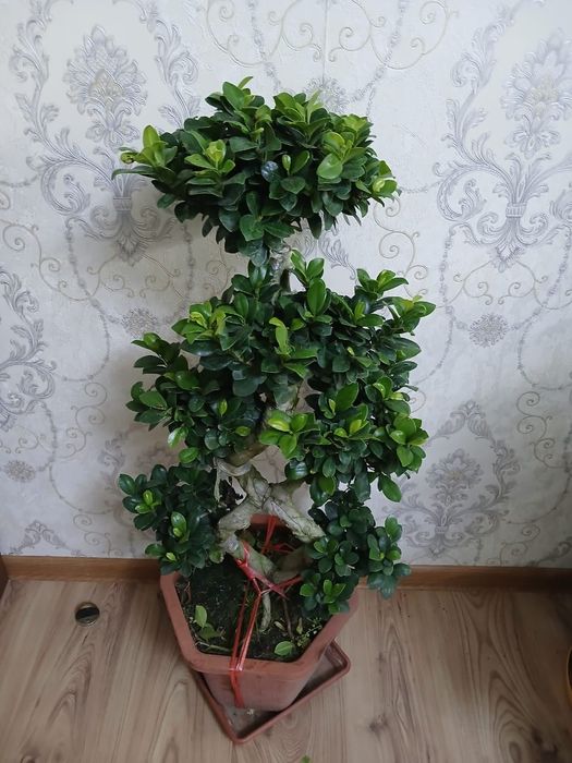 Бонсай фикус . комнатные цветы