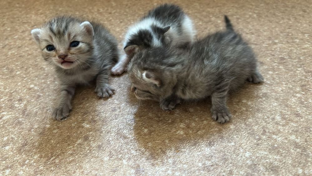 Живот ные котята