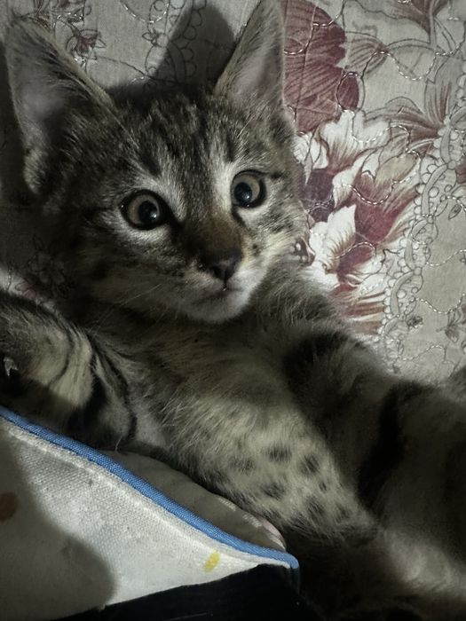 Котята 1,5 месяцев отдам даром в хорошие руки