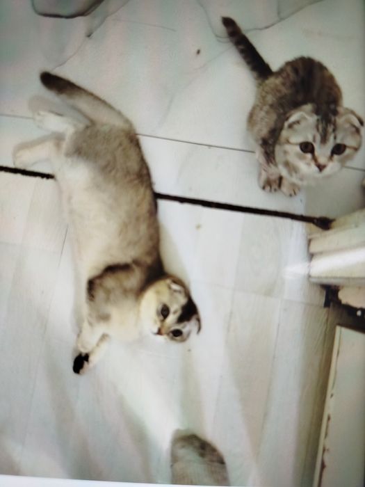 Котята вислоухие