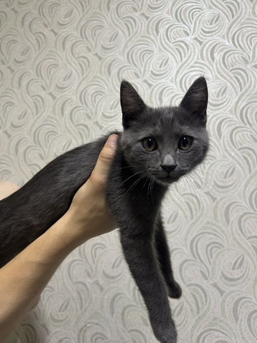 серый малишочекк