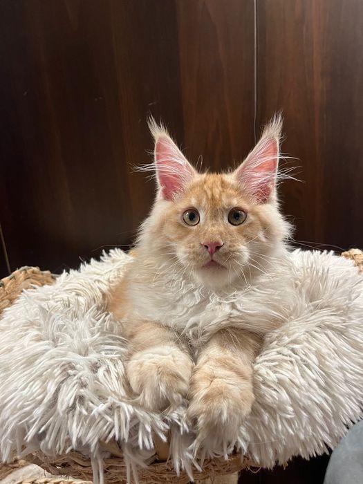 Baietel Maine Coon PEDIGREE Felisa