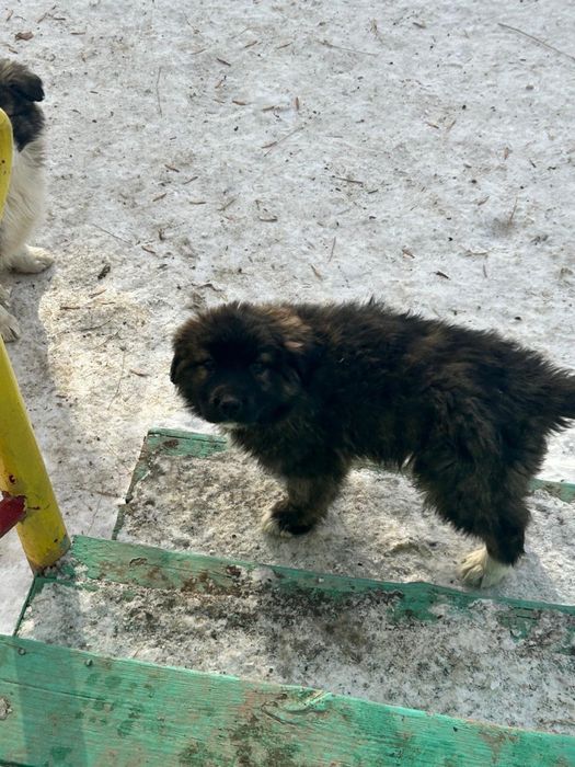 Продам щеночков..