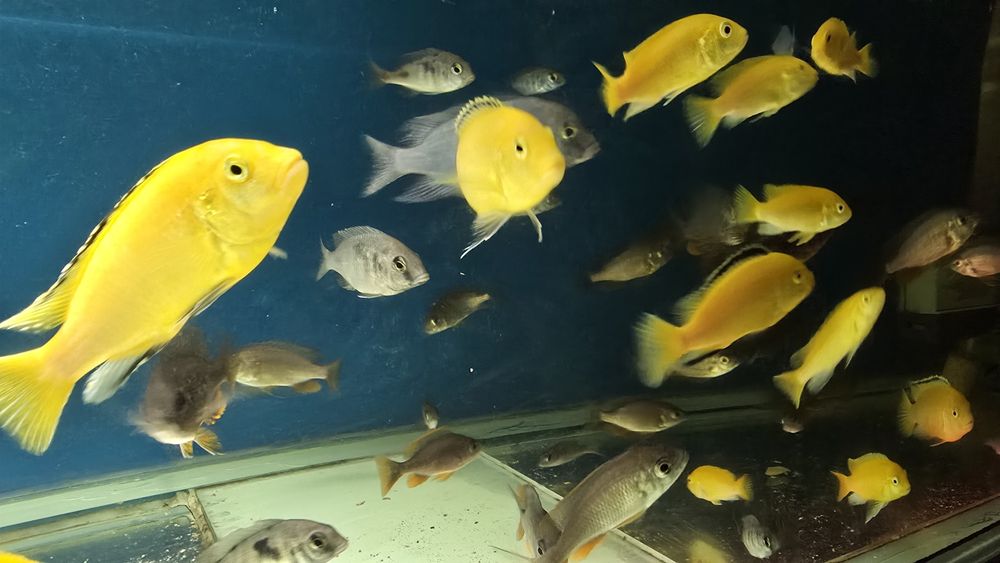 Продам малавийских цихлид