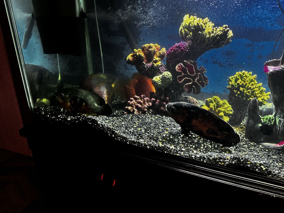 Аквариу 700 литров с тумбой, продается есть торг