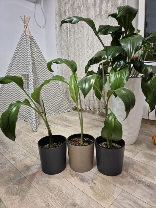 Эухарис, амазонские лилии