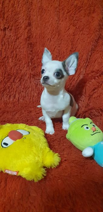 Щенок чихуахуа мальчик