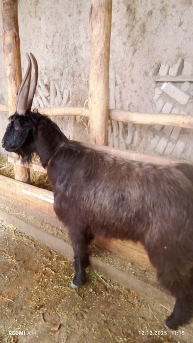 Сарка сотилади бичилан