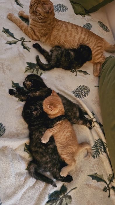 Котята кошечки папа британец