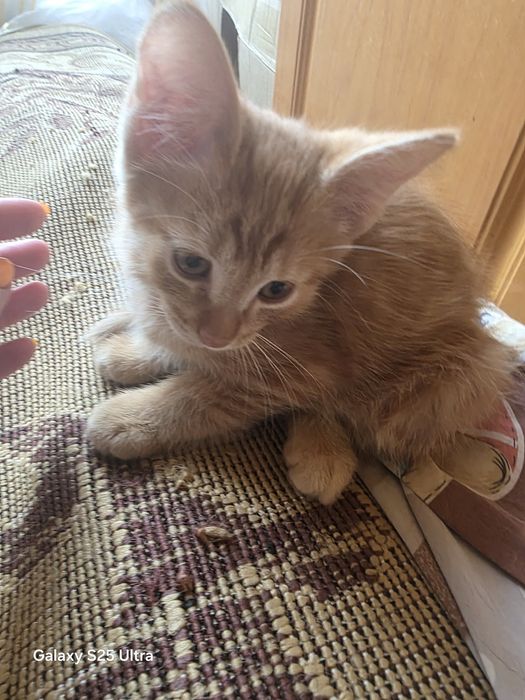 Милый котик в хорошие руки