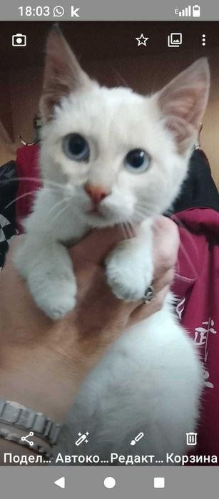 Отдам в добрые руки !