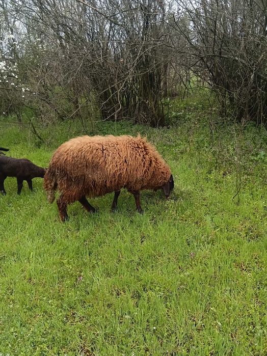 Продавам миналогодишен скопено коч