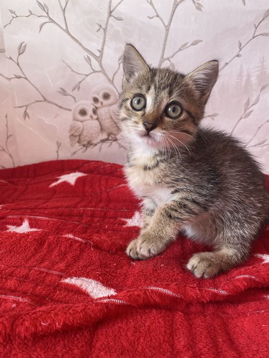Котенок ищет добрые руки