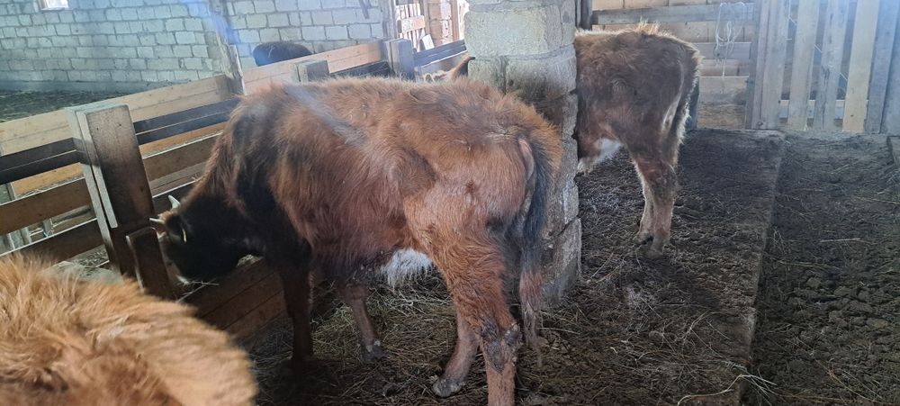 4 бас еркек баспақ сатылады