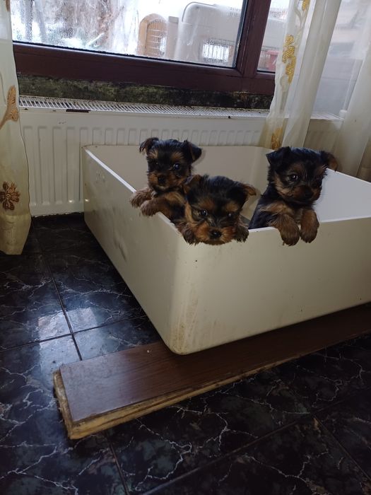 Супер йоркита и игриви красиви