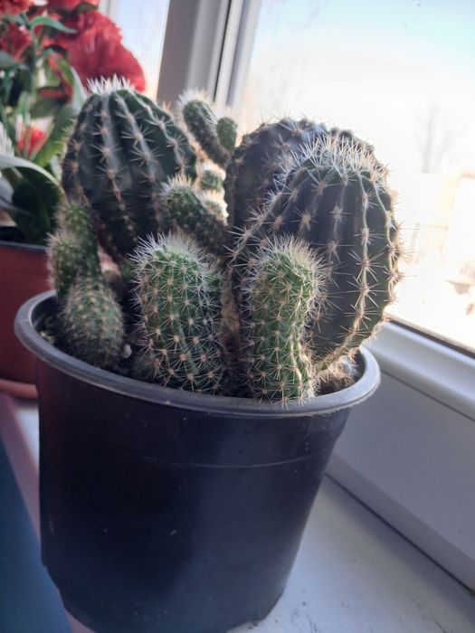 Цветы домашние комнатные