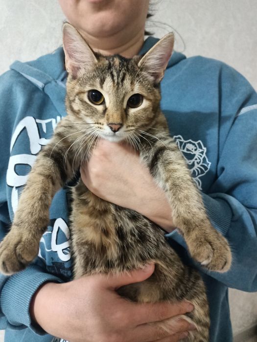Отдам котенка девочка 5 месяцев