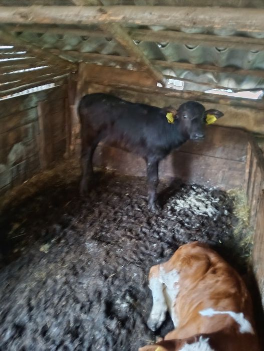 Vând vițică bivoliță