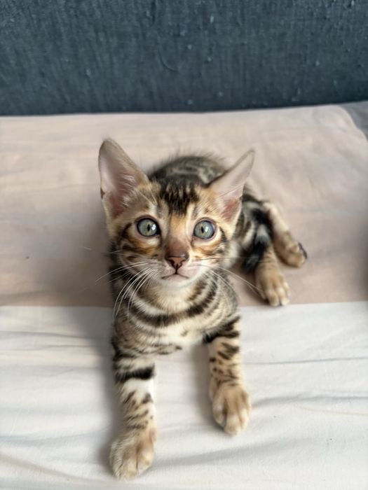 Două pisicuțe Bengal își caută noile familii!