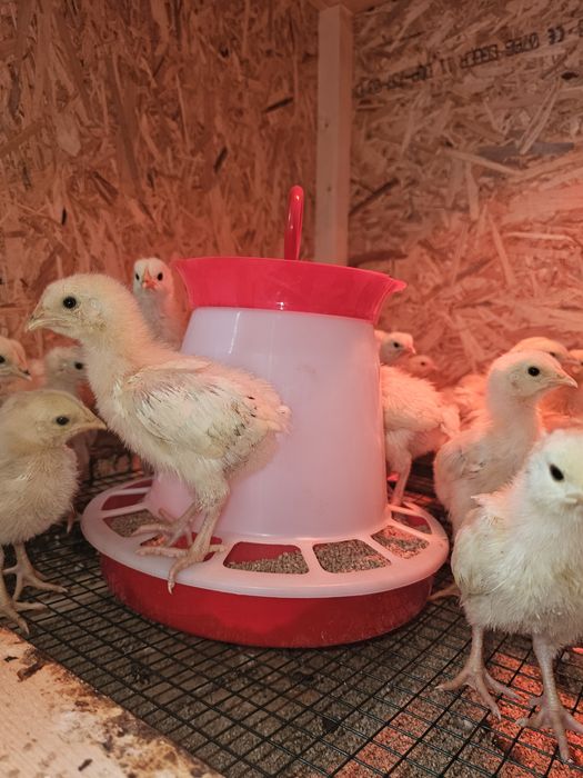 Pui  Sussex New hampshire