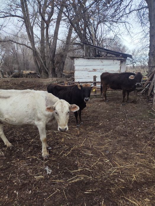 Продам коров, Алматинская обл