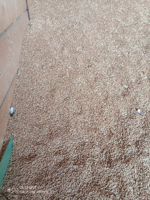 Vând grau, triticale,orz și ovăz
