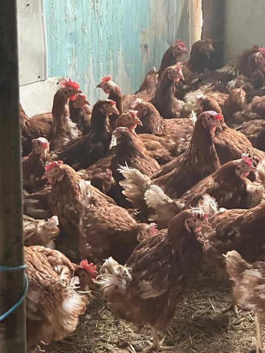 Găini ouatoare rasa isa brown