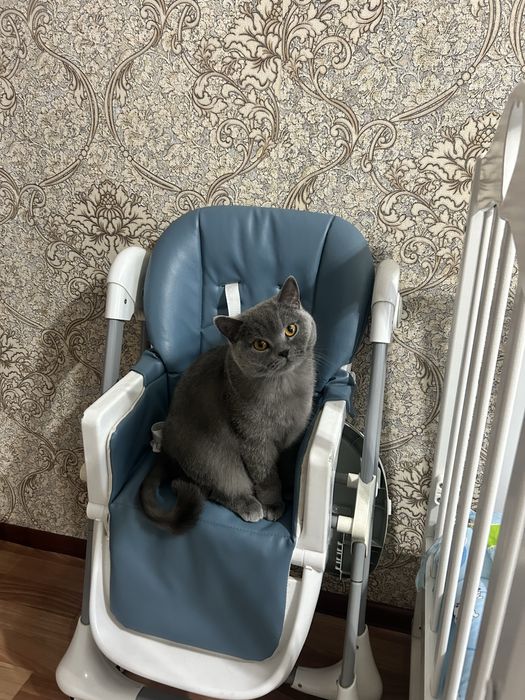 Отдам кошку в добрые руки