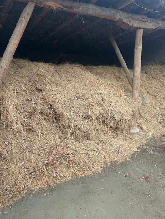 Ōt sotiladi kamida 3 tilishka  chiqadi balkim yana kōproqdir