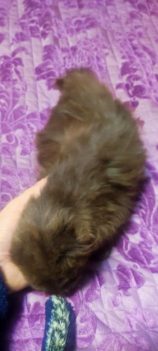 Отдам кошечку в хорошие руки