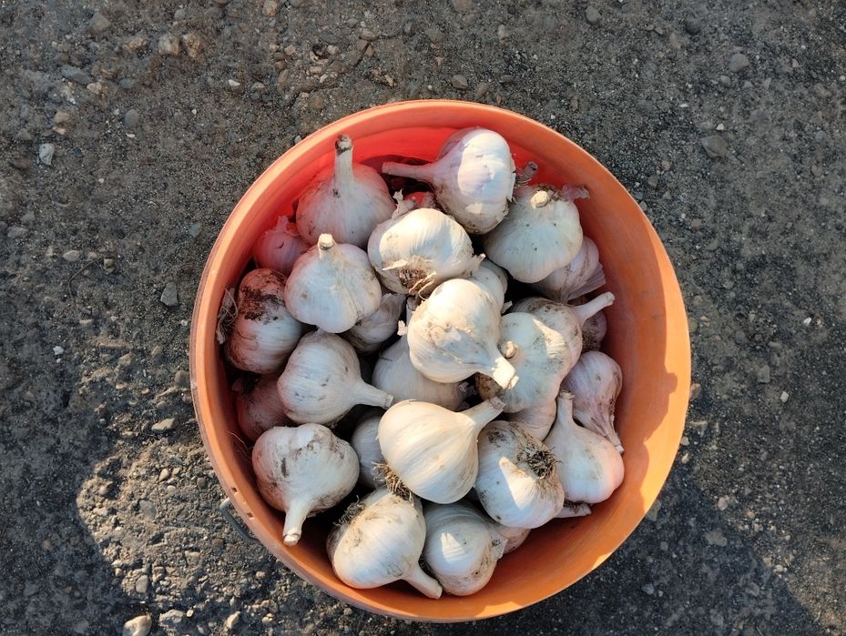 Продам чеснок . Домашний.